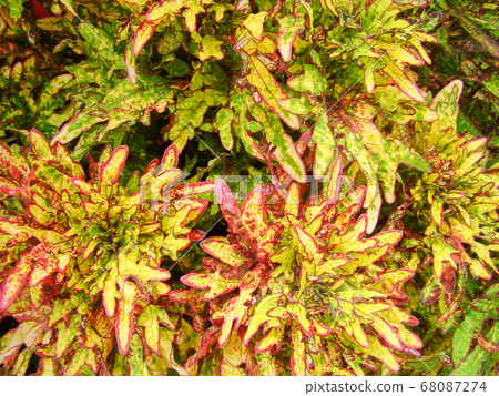 Red yellow leaves of the coleus, Plectranthus Red yellow leaves of the coleus, Plectranthus 68087274