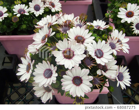 Light purple osteospermum or dimorphotheca 68087275