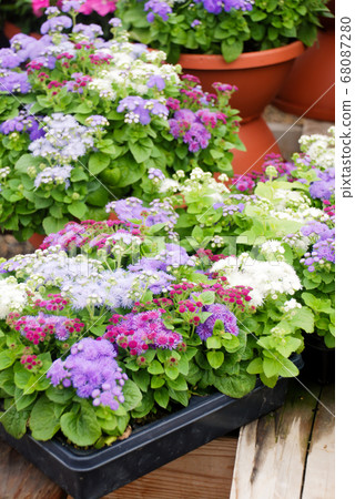 Ageratum, mixed colors ageratum, pot plants in the 68087280