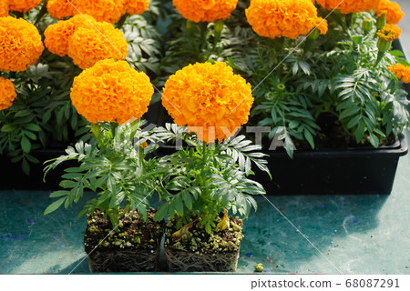 Marigolds Orange Color (Tagetes erecta, Mexican Marigolds Orange Color (Tagetes erecta, Mexican 68087291