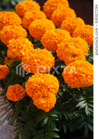 Marigolds Orange Color (Tagetes erecta, Mexican 68087294