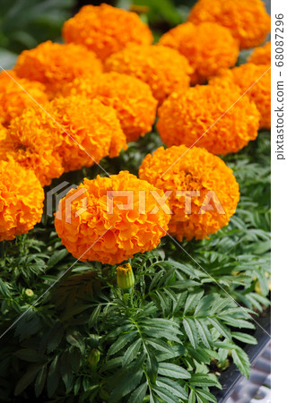 Marigolds Orange Color (Tagetes erecta, Mexican 68087296