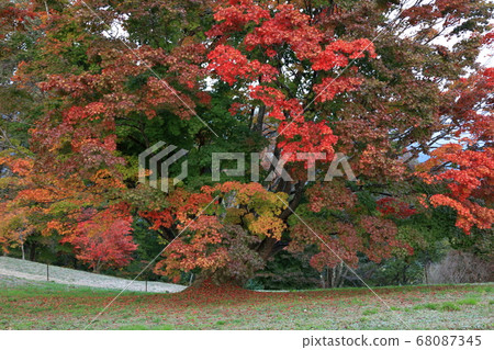 Omine Kogen Seven-color large maple autumn leaves vivid 68087345