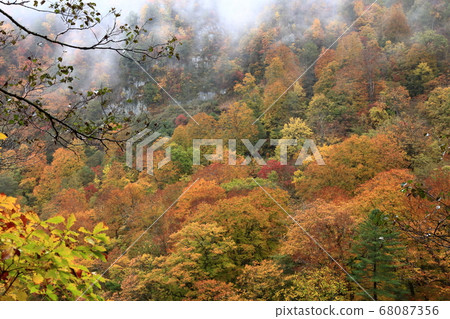 The autumn leaves of the Okushiga Forest Road where fog falls The autumn leaves of the Okushiga Forest Road where fog falls 68087356