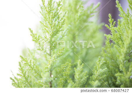Gold crest with water drops 68087427