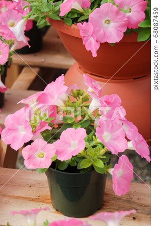 Petunias in the black pot, Pink petunia on a wood 68087459