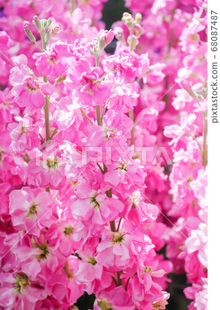 Matthiola incana flower, stock flowers, cut 68087487