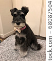 Miniature Schnauzer immediately after haircut 68087504