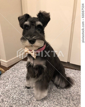 迷你雪納瑞犬理髮後 68087504