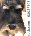 Schnauzer face up 68087505
