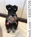 Merry Christmas of Uncle Face Miniature Schnauzer 68087506