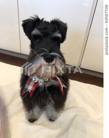 Merry Christmas of Uncle Face Miniature Schnauzer 68087506