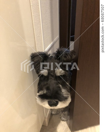 Peep Schnauzer 68087507