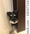 Schnauzer peeping 68087508