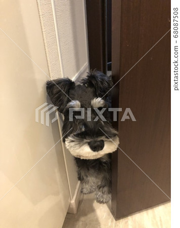 雪納瑞偷窺 68087508