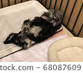 Surrender schnauzer 68087609