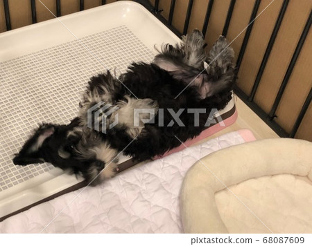 投降雪納瑞犬 68087609