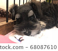 Tired schnauzer 68087610