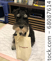 Schnauzer going shopping 68087614