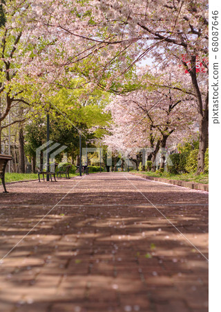 Osaka Sakuranomiya, a small path of brick tatami with falling cherry trees and cherry blossoms 68087646