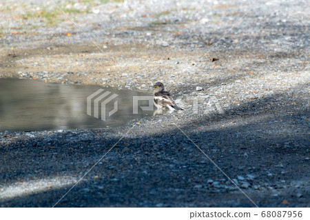 baby bird Oriental magpie robin play the ground 68087956