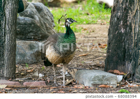 peacocks, little kittens in peacock 68088394