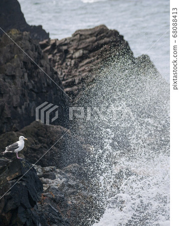 Black-backed Gull 01 in the rocks Black-backed Gull 01 in the rocks 68088413