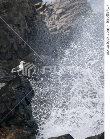 Black-backed gull 05 splashing in the rocks 68088417