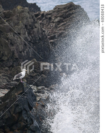 偉大的白背鷗06濺在岩石上 68088418