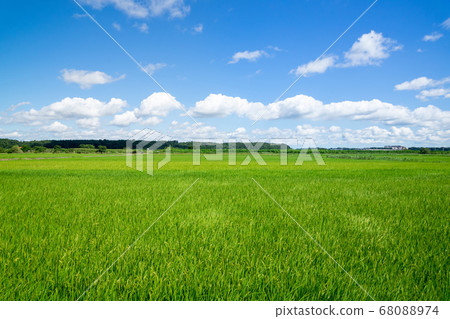 Rural landscape 68088974