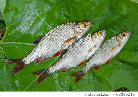 Three common rudd fish on natural background. Three common rudd fish on natural background. 68089210