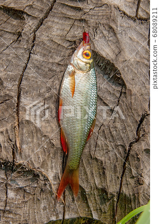 Single common rudd fish on natural background. 68089211
