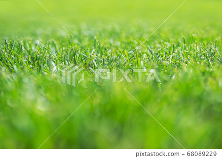 green grass as background green grass as background 68089229