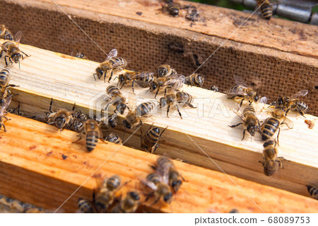 Close up view of the bees swarming on a 68089753