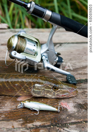 Freshwater pike and fishing equipment lies on 68089803