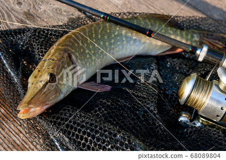 Freshwater pike and fishing equipment lies on 68089804