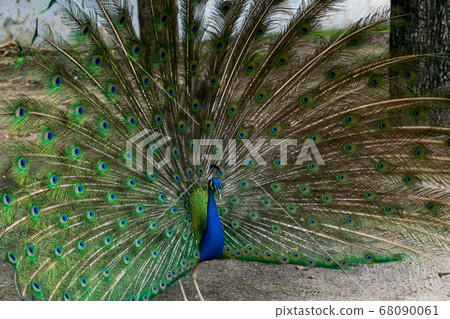 Portrait of beautiful peacock with feathers out Portrait of beautiful peacock with feathers out 68090061