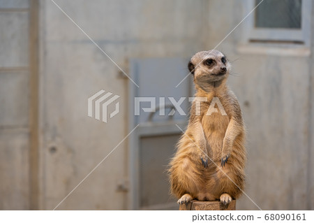 meerkat  68090161