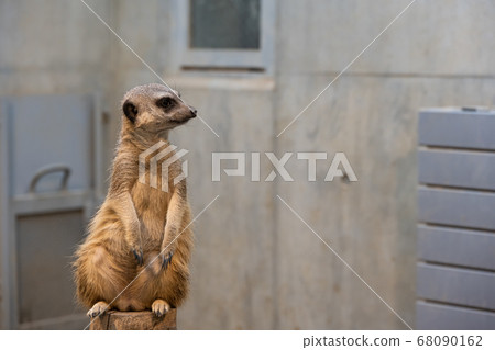 meerkat  68090162