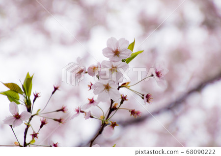 櫻桃樹 櫻桃樹 68090222