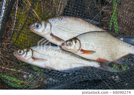 Several freshwater fish Several freshwater fish 68090274