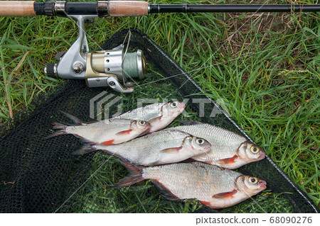 Pile of the white bream or silver fish and Pile of the white bream or silver fish and 68090276