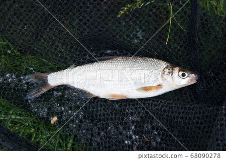 View of single freshwater common nase fish on 68090278