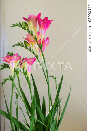 Pink Freesia 68090546