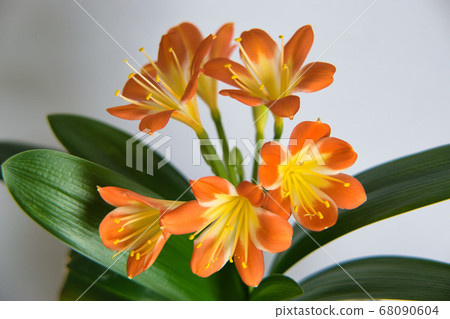 Chunsilane in full bloom 68090604
