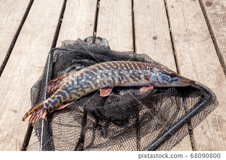 Trophy fishing. Big freshwater pike lies on black Trophy fishing. Big freshwater pike lies on black 68090800