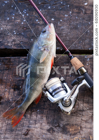Trophy fishing. Big freshwater perch and fishing Trophy fishing. Big freshwater perch and fishing 68090930