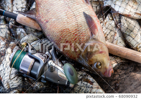 Trophy fishing. Close up view of big freshwater Trophy fishing. Close up view of big freshwater 68090932