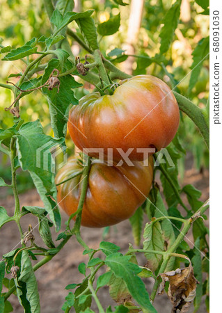 Ripe tomatoes growing on the branches - cultivated 68091030