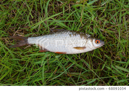 Single roach fish on green grass. 68091034